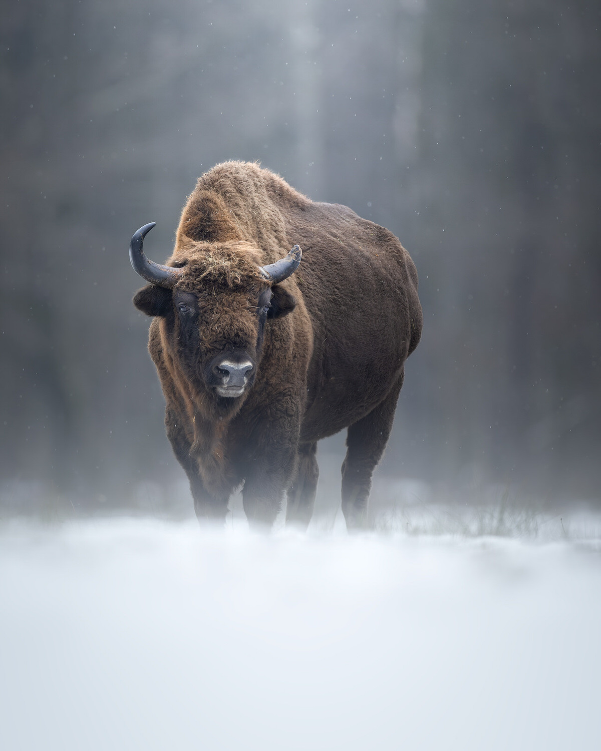 Poland-wildlife-tour