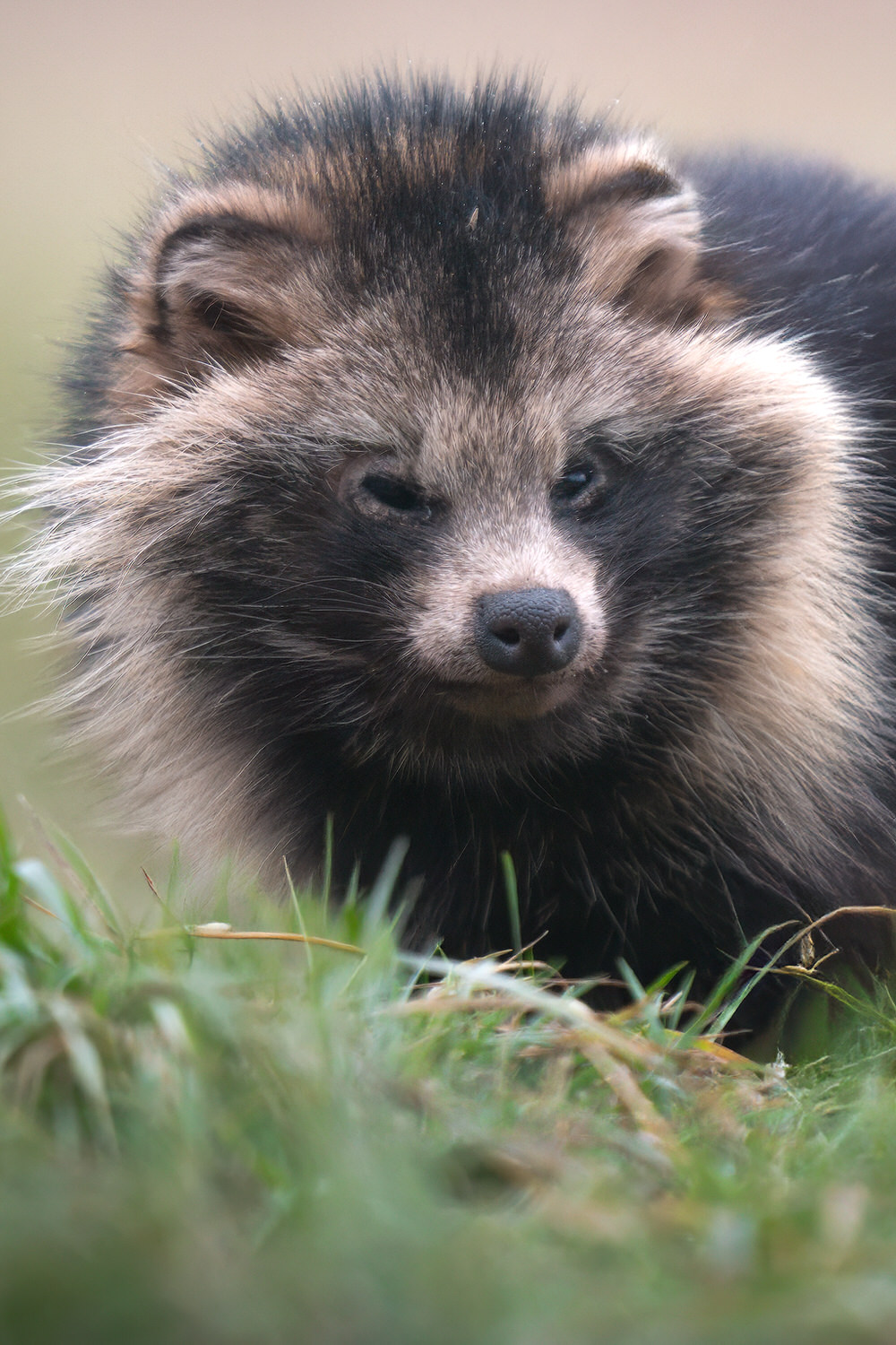 Poland-wildlife-tour