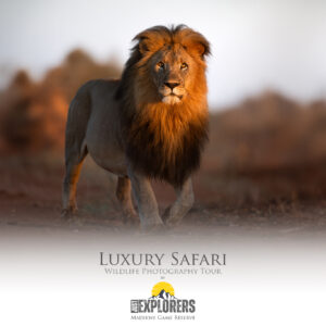 madikwe-tour-fotografico-safari-luxury