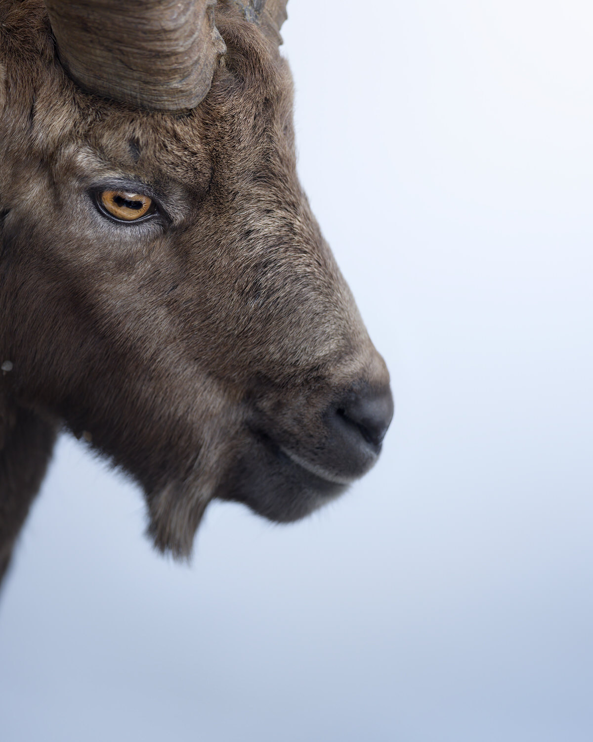Gran-paradiso-widllife-photography-workshop