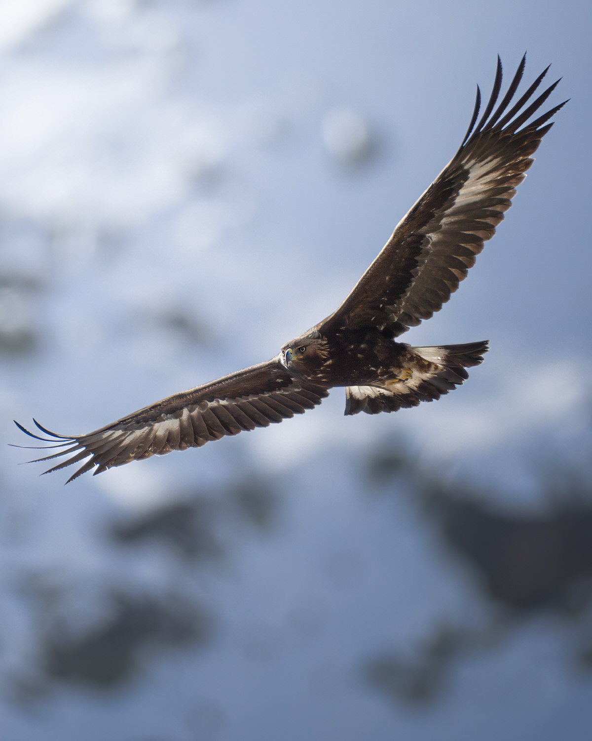Gran-paradiso-widllife-photography-workshop