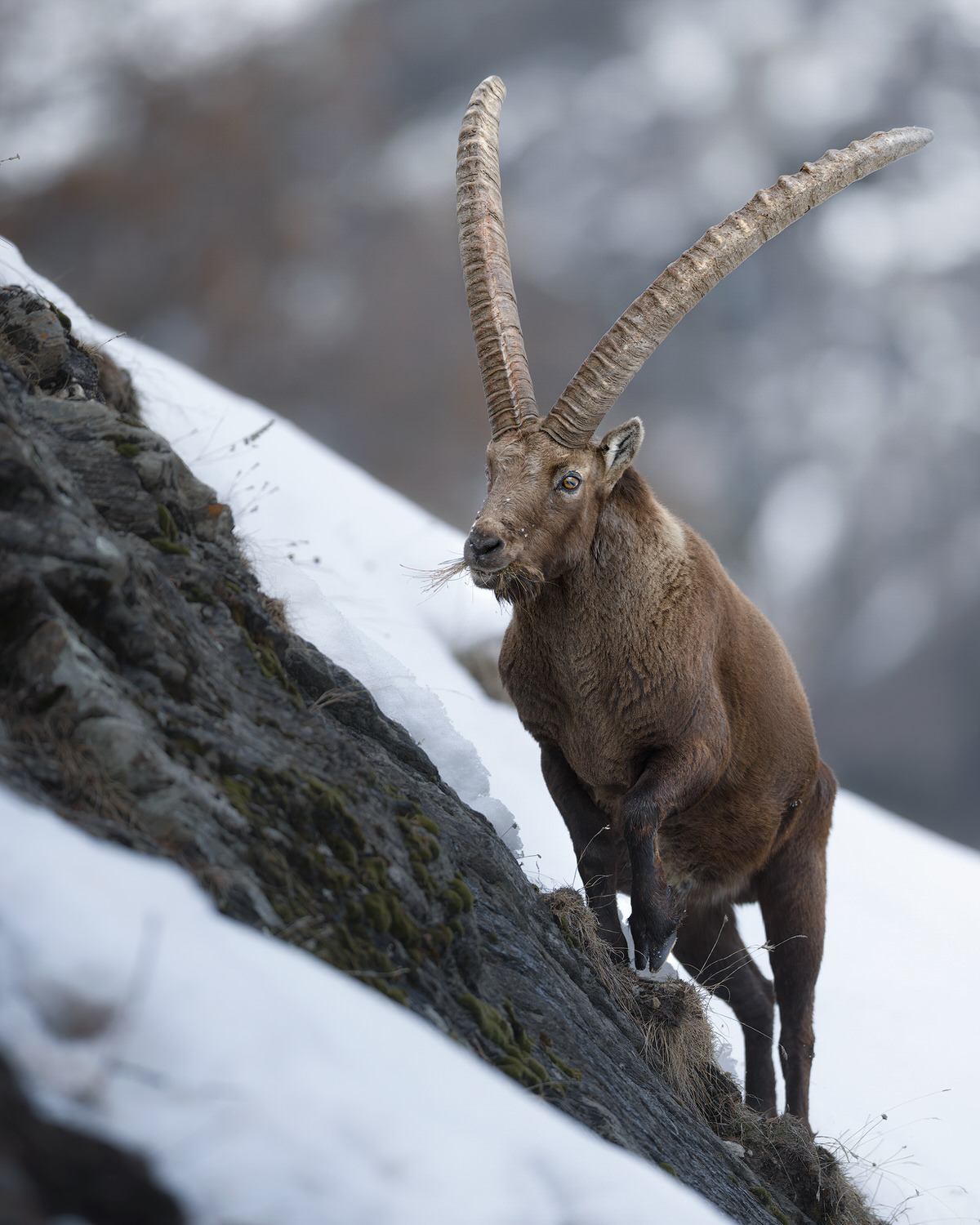 Gran-paradiso-widllife-photography-workshop