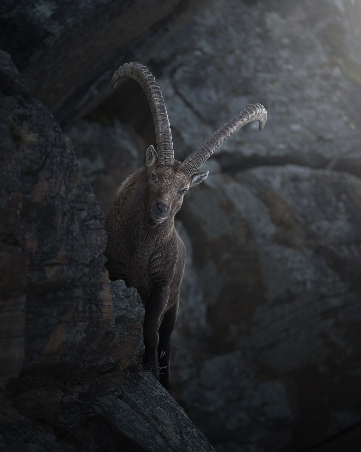 Gran-paradiso-widllife-photography-workshop