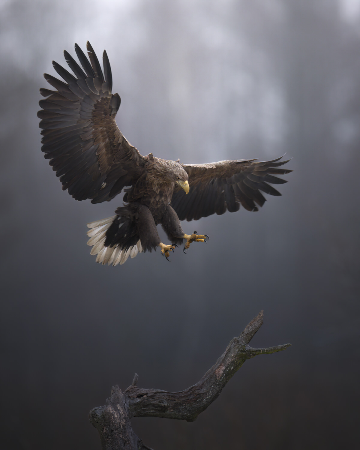 Poland-wildlife-tour