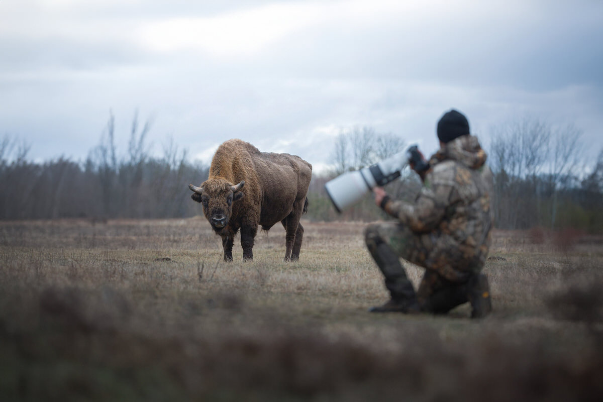 bisons-and-raptors-Białowieża-photographic-tour-Białowieża-poland