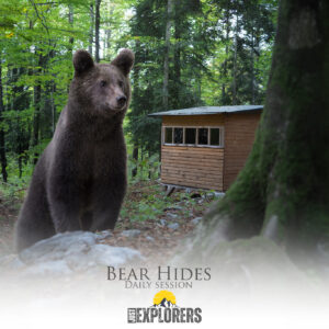 bear-photography-hides-slovenia-fotografia-naturalistica