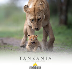 tanzania-ngorongoro-ndutu-photographic-tour-calving-season