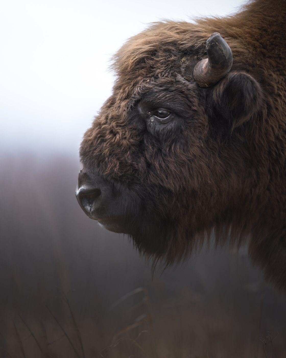 Poland-wildlife-tour