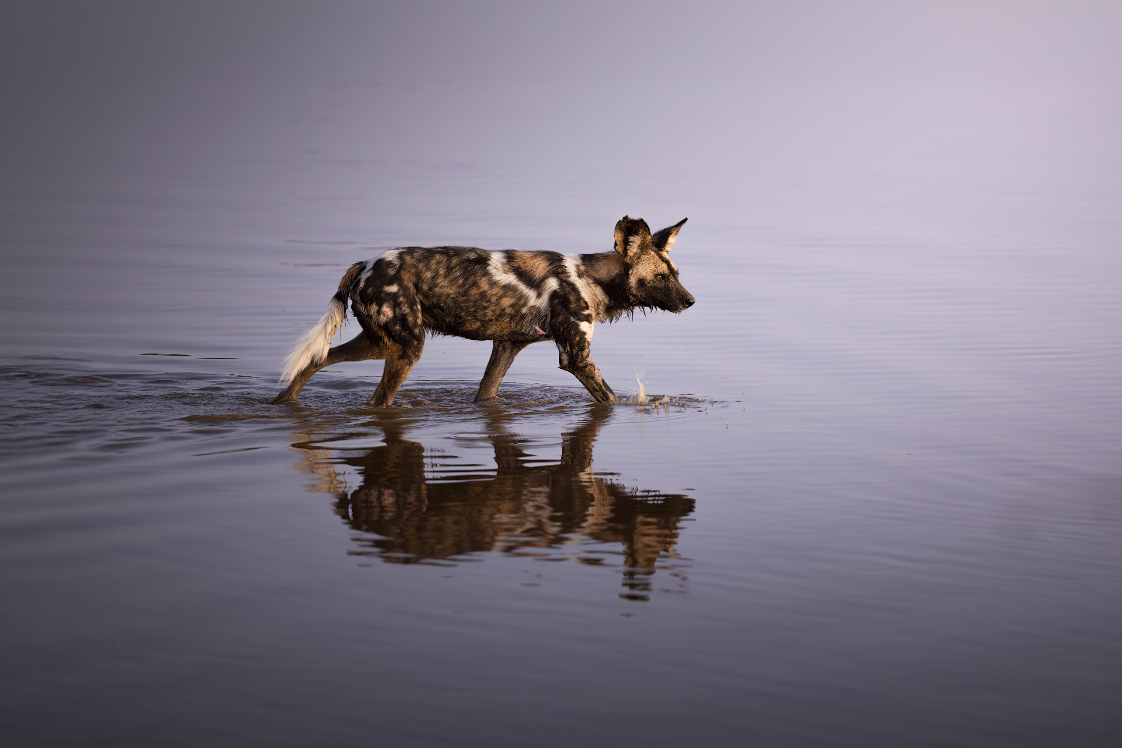 madikwe-tour-fotografico-safari-luxury