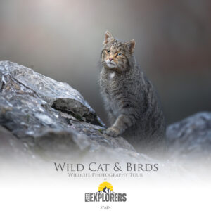 wildcat-birds-tour-photography-wildlife-spain-fotografia-naturalistica