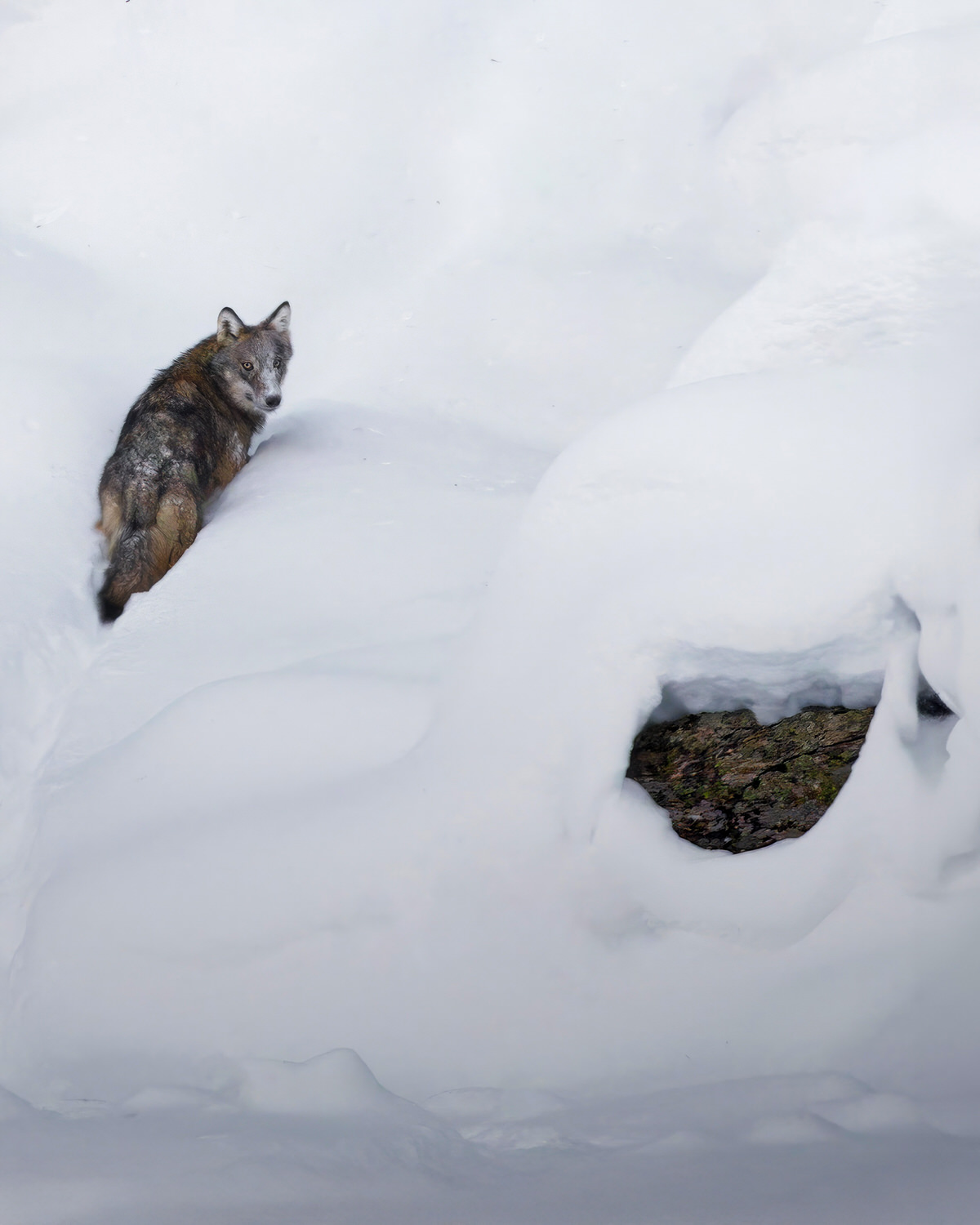 Gran-paradiso-widllife-photography-workshop