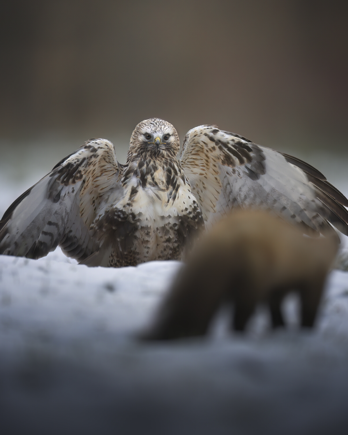 Poland-wildlife-tour