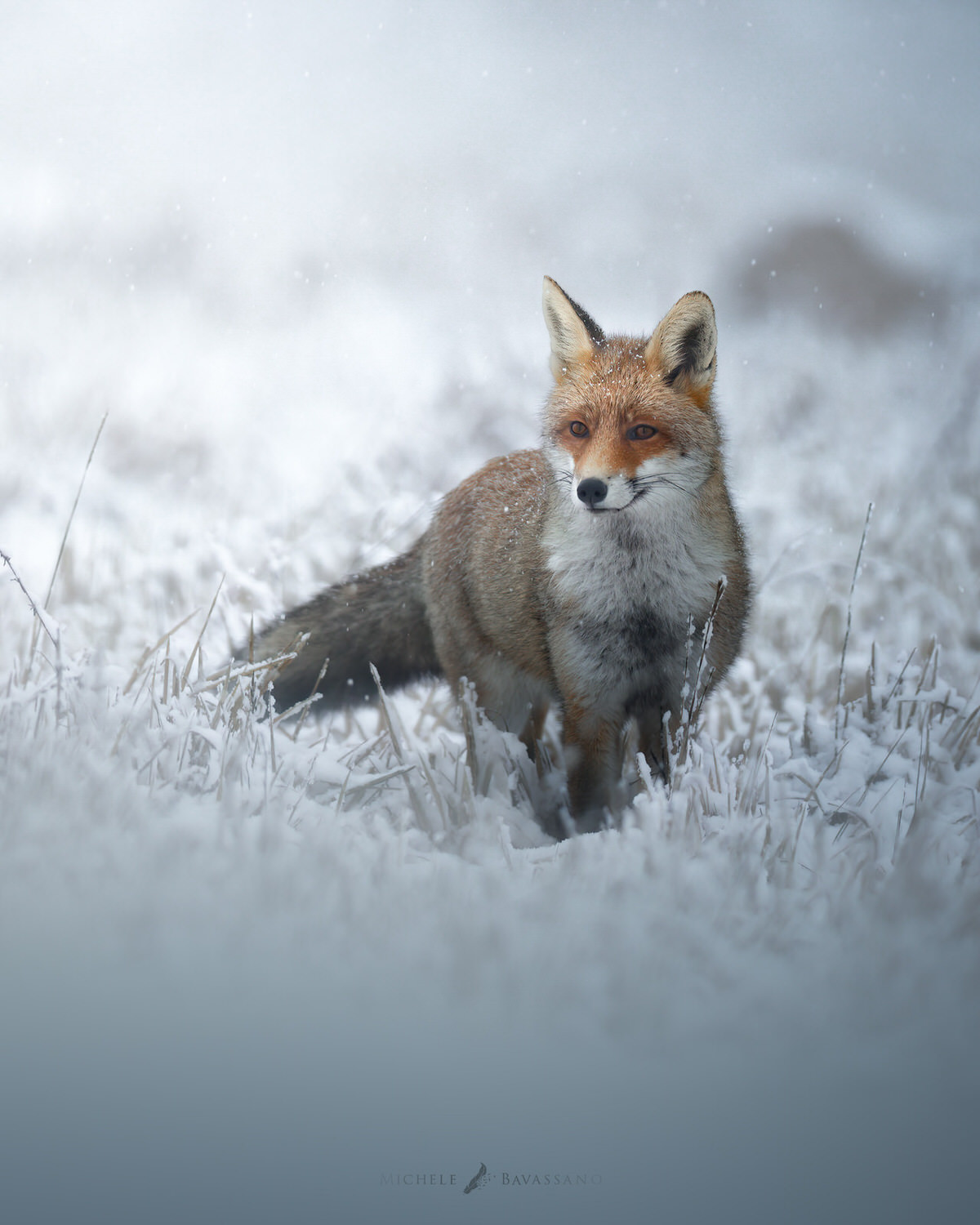 Volpe-nel-Parco nazionale-dei-monti-sibillini