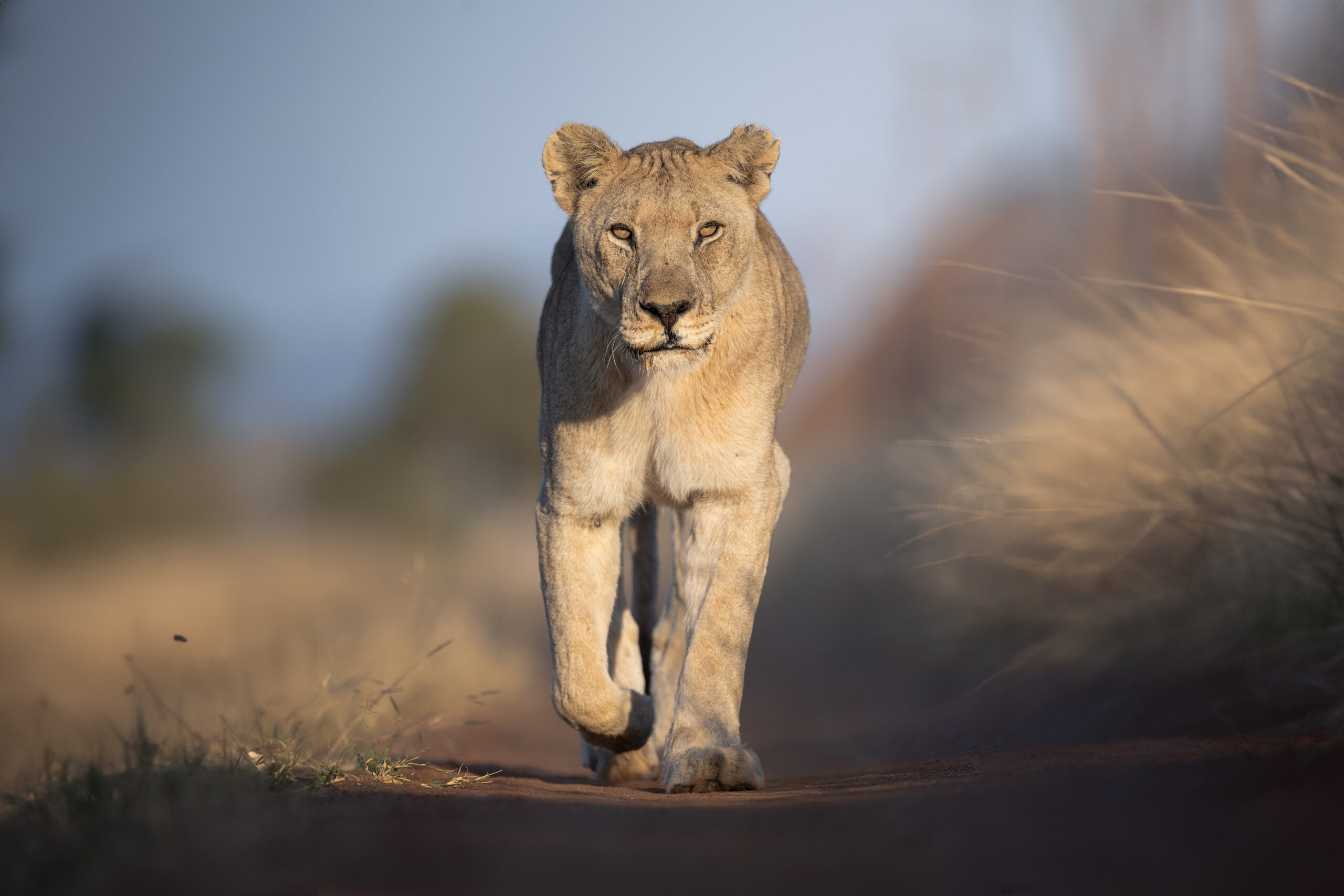 madikwe-tour-fotografico-safari-luxury