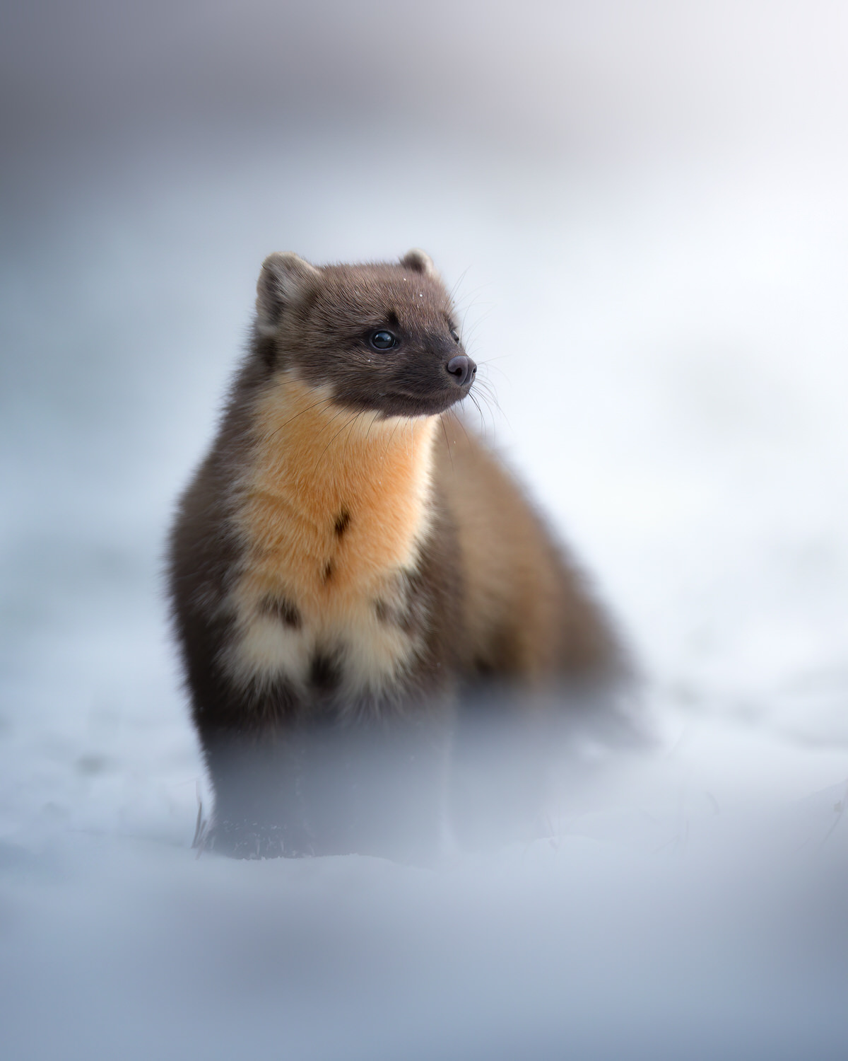 Poland-wildlife-tour