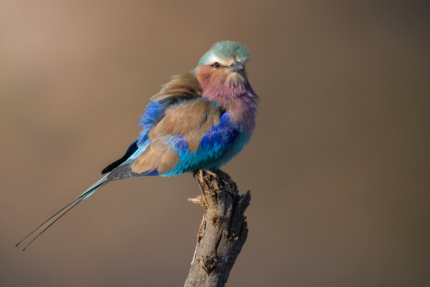 madikwe-tour-fotografico-safari-luxury