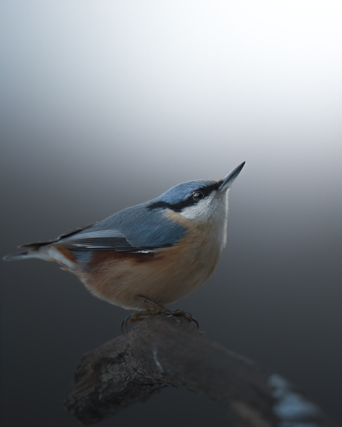 Poland-wildlife-tour