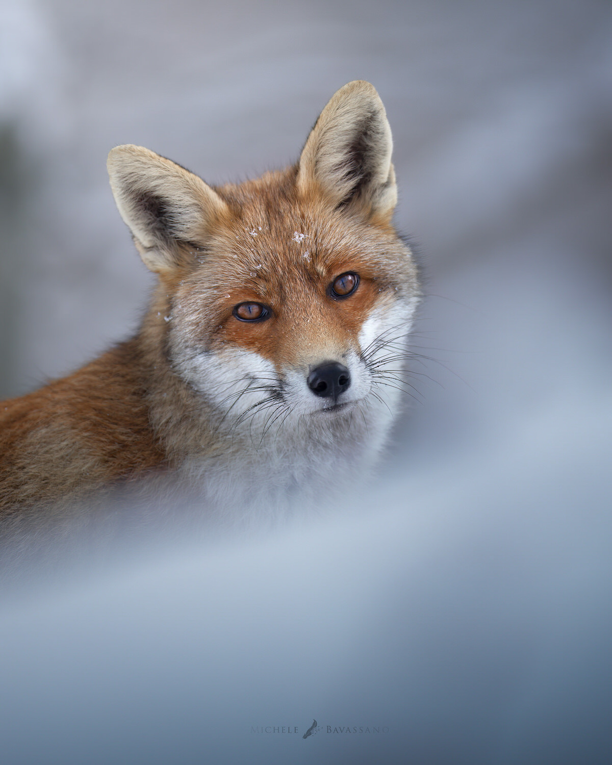Volpe-nel-Parco nazionale-dei-monti-sibillini