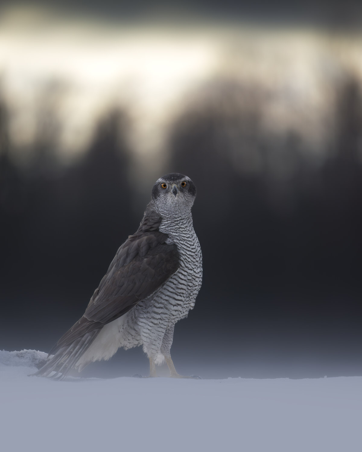 Poland-wildlife-tour