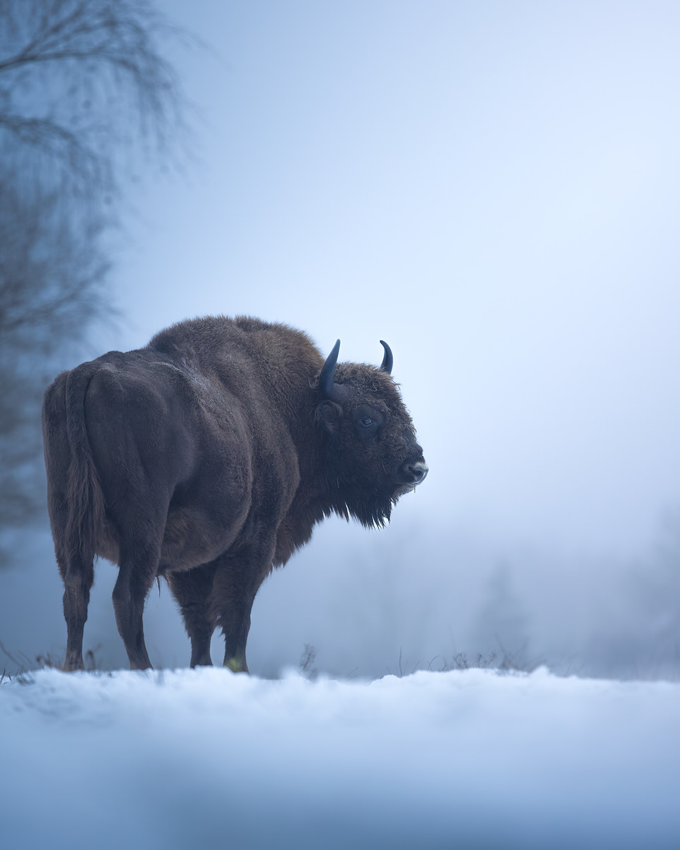 bisons-and-raptors-Białowieża-photographic-tour-Białowieża-poland