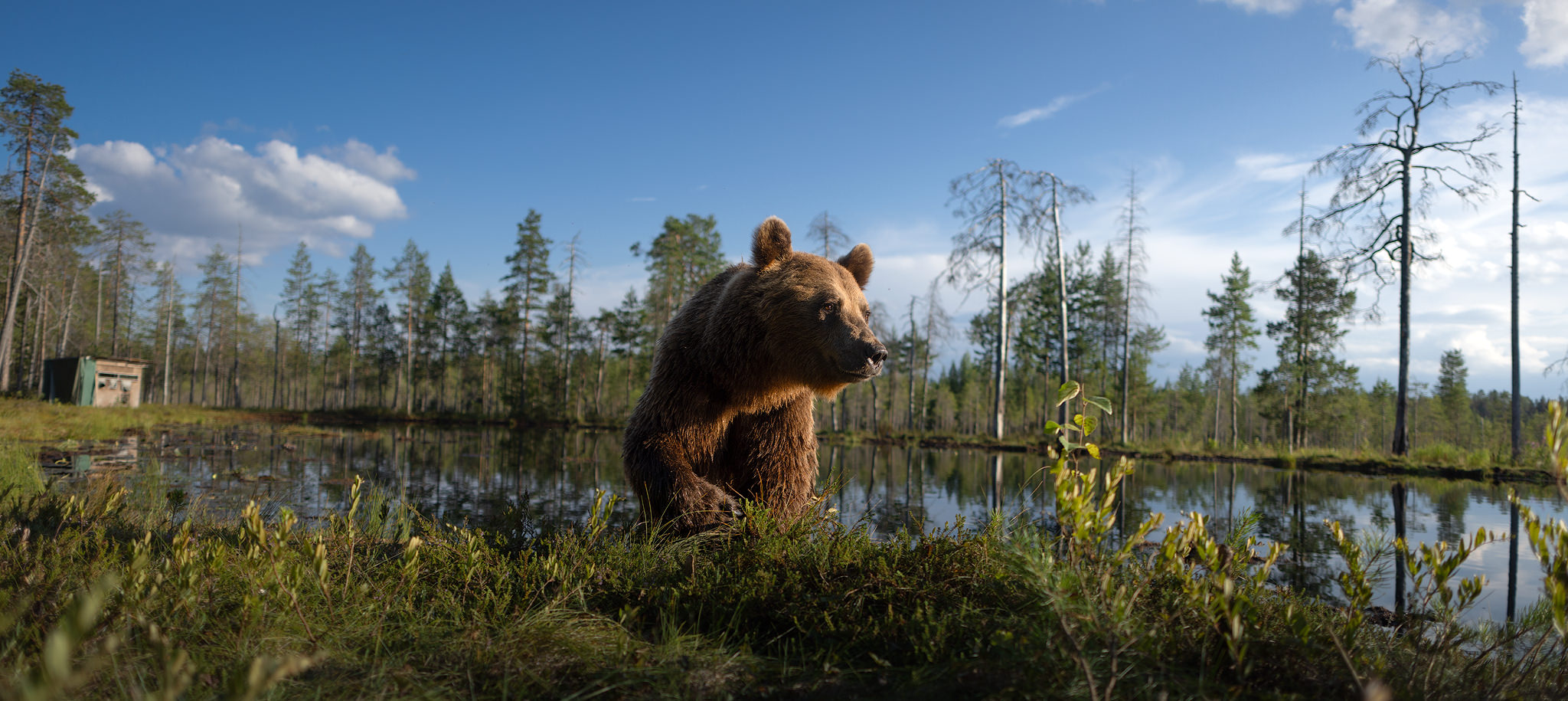 wild-finland-workshop-fotografia-naturalistica-wildlife-photography-workshop