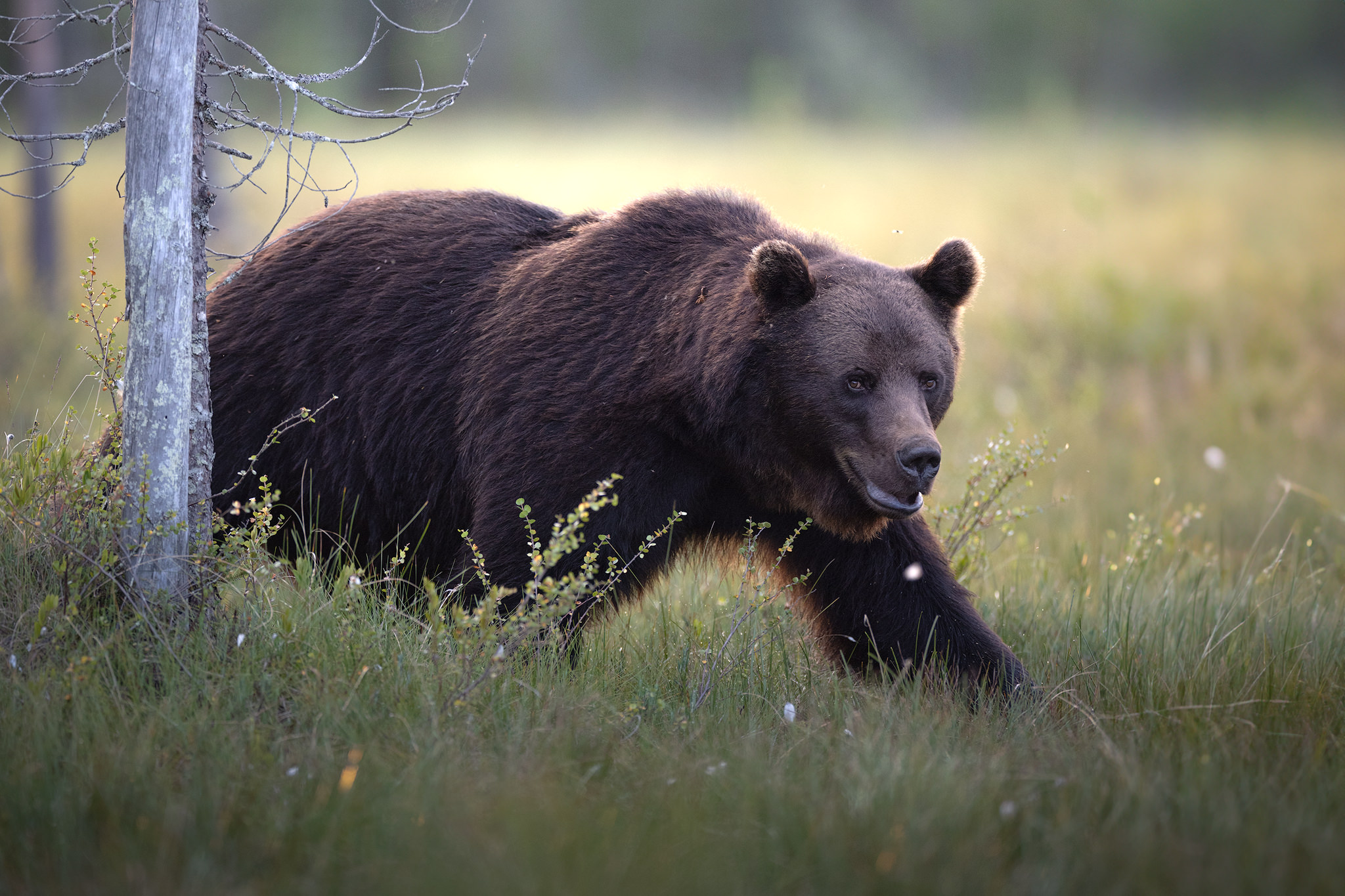 wild-finland-workshop-fotografia-naturalistica-wildlife-photography-workshop