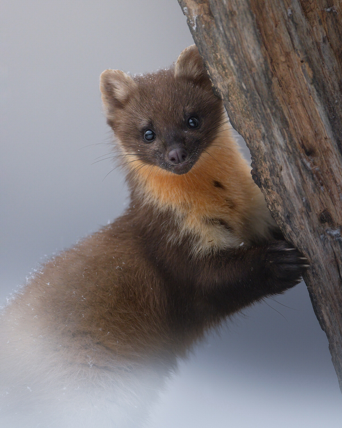 Poland-wildlife-tour