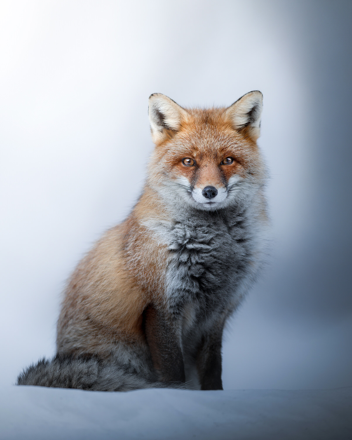 Gran-paradiso-widllife-photography-workshop