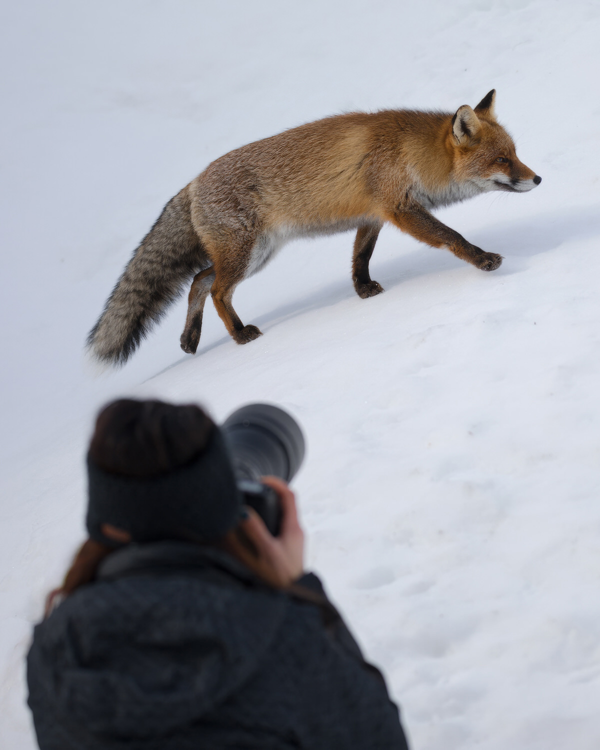 Gran-paradiso-widllife-photography-workshop