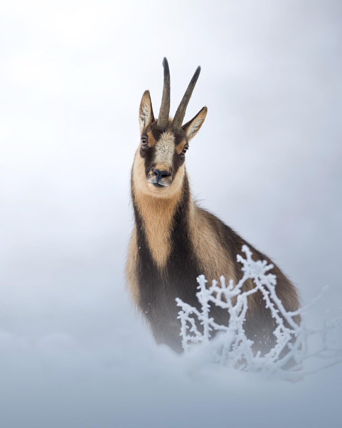 camoscio-appenninico-nel-Parco nazionale-dei-monti-sibillini