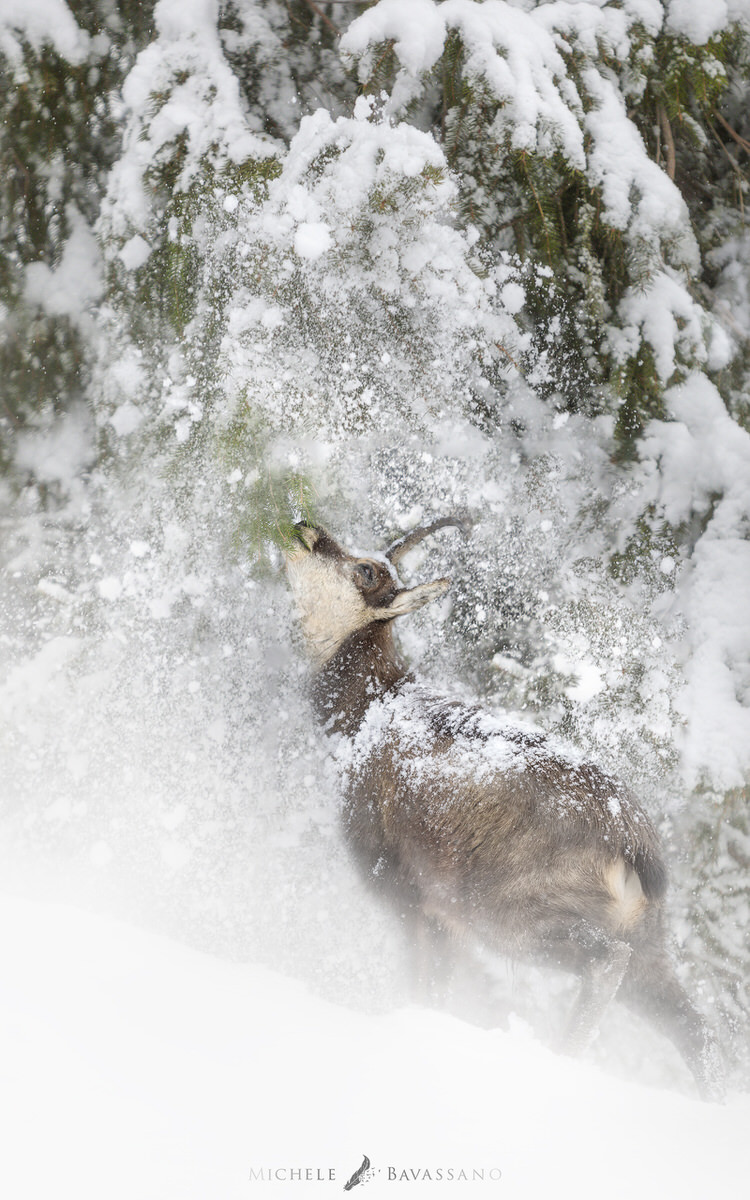 Camoscio ramo neeve copia 3