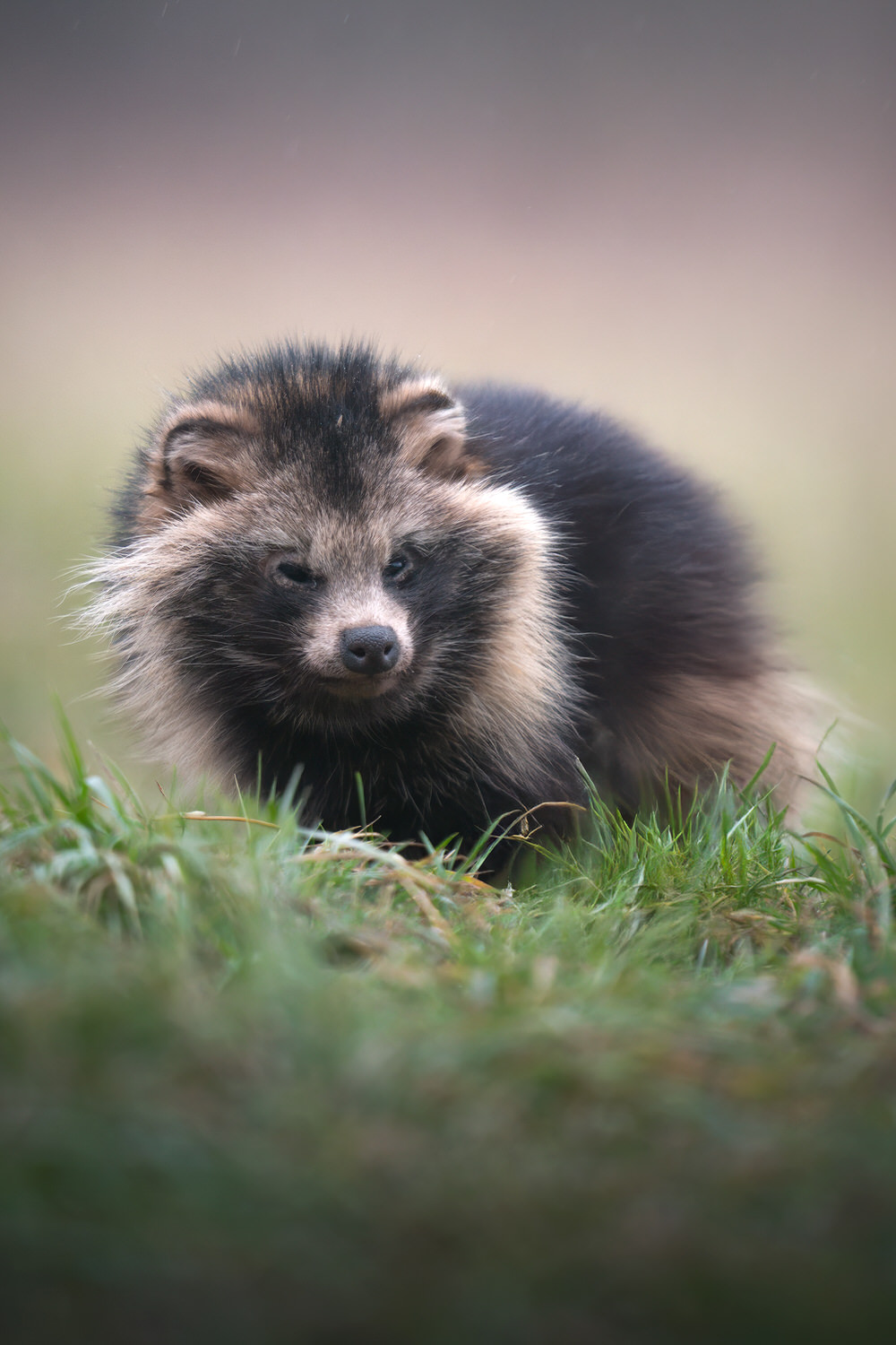 Poland-wildlife-tour