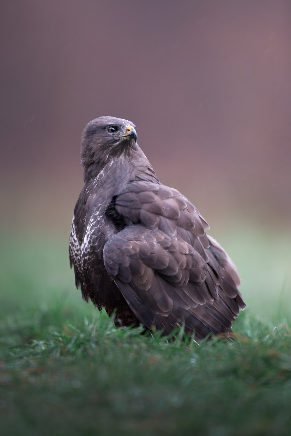 Poland-wildlife-tour