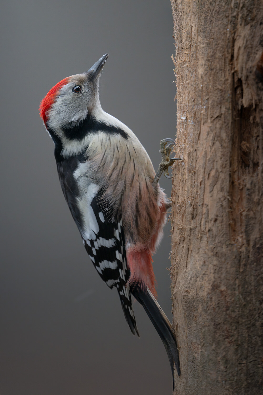 Poland-wildlife-tour