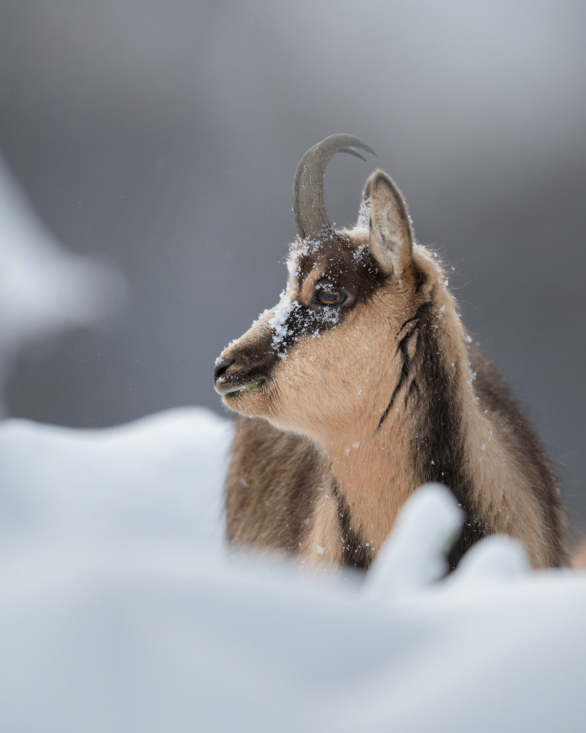camoscio-appenninico-nel-Parco nazionale-dei-monti-sibillini