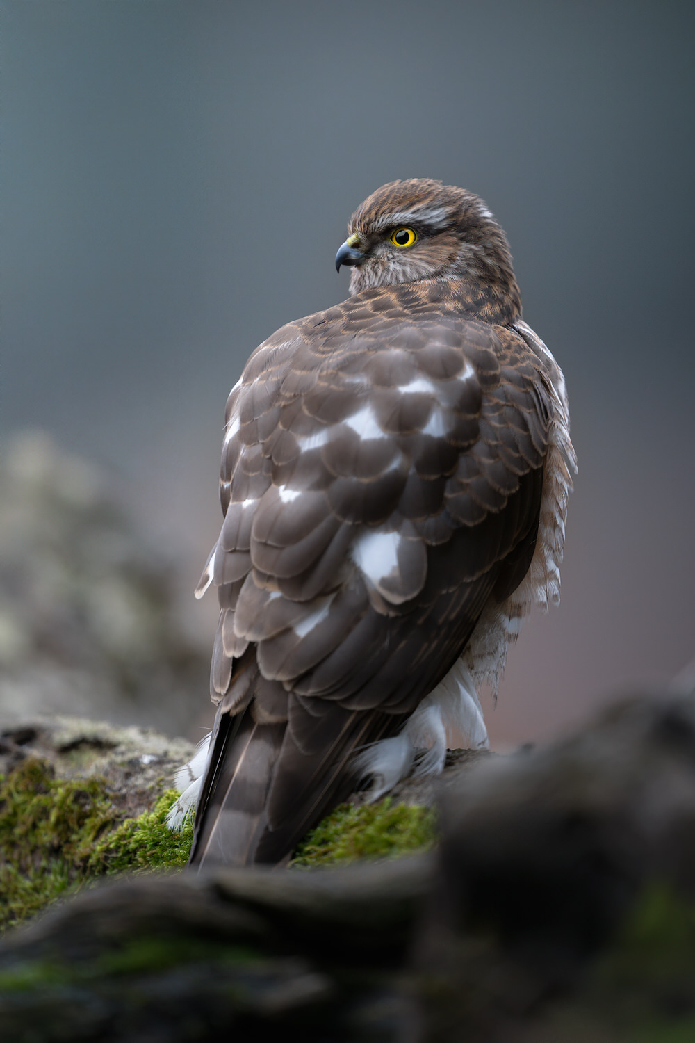 Poland-wildlife-tour