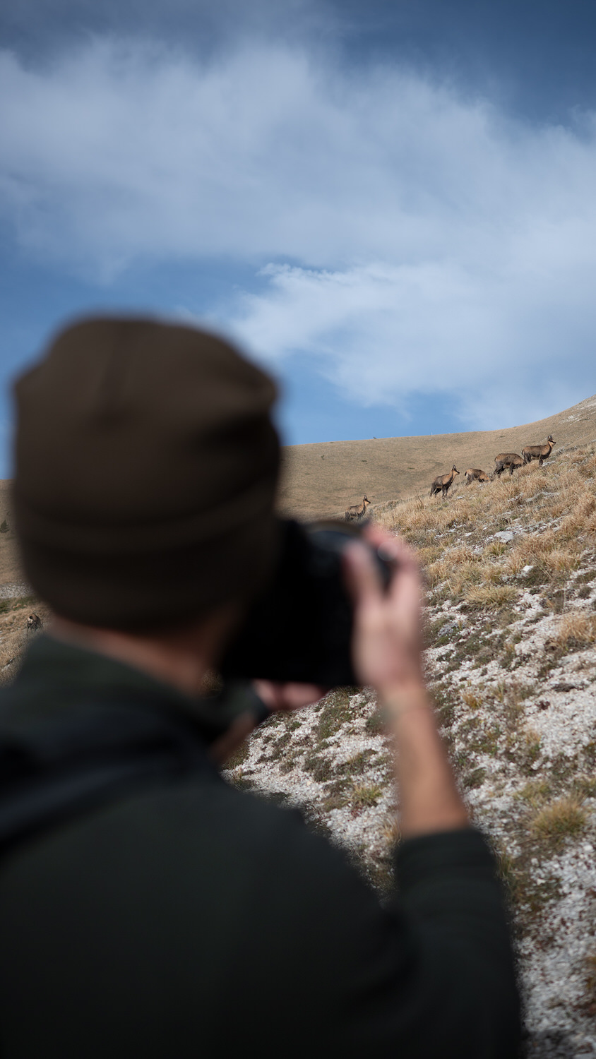 camoscio-appenninico-nel-Parco nazionale-dei-monti-sibillini