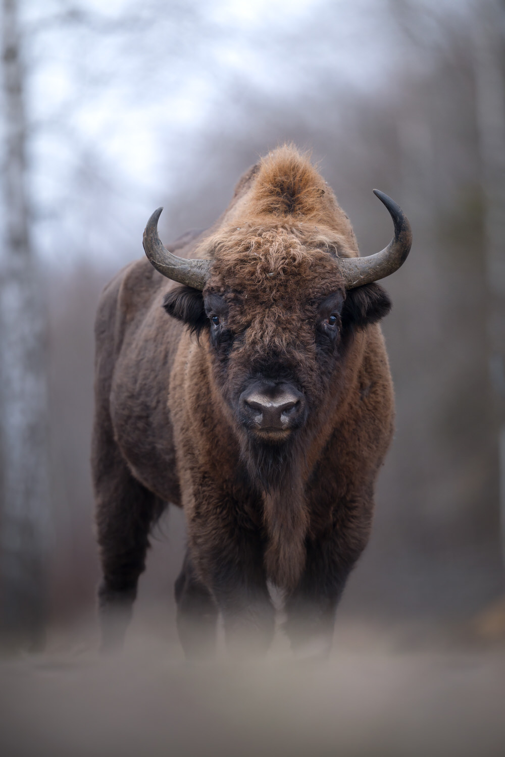 Poland-wildlife-tour