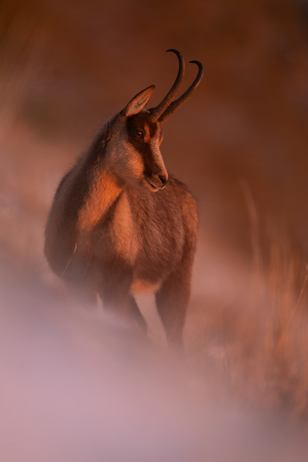camoscio-nel-Parco nazionale-dei-monti-sibillini