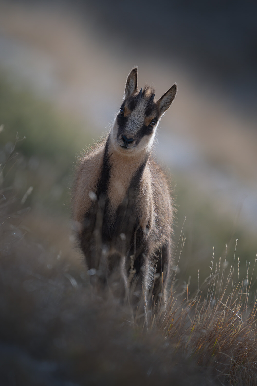 camoscio-appenninico-nel-Parco nazionale-dei-monti-sibillini