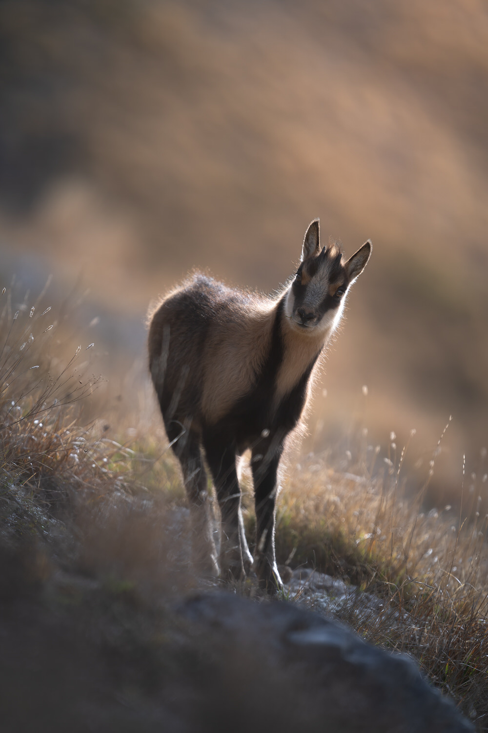 camoscio-appenninico-nel-Parco nazionale-dei-monti-sibillini