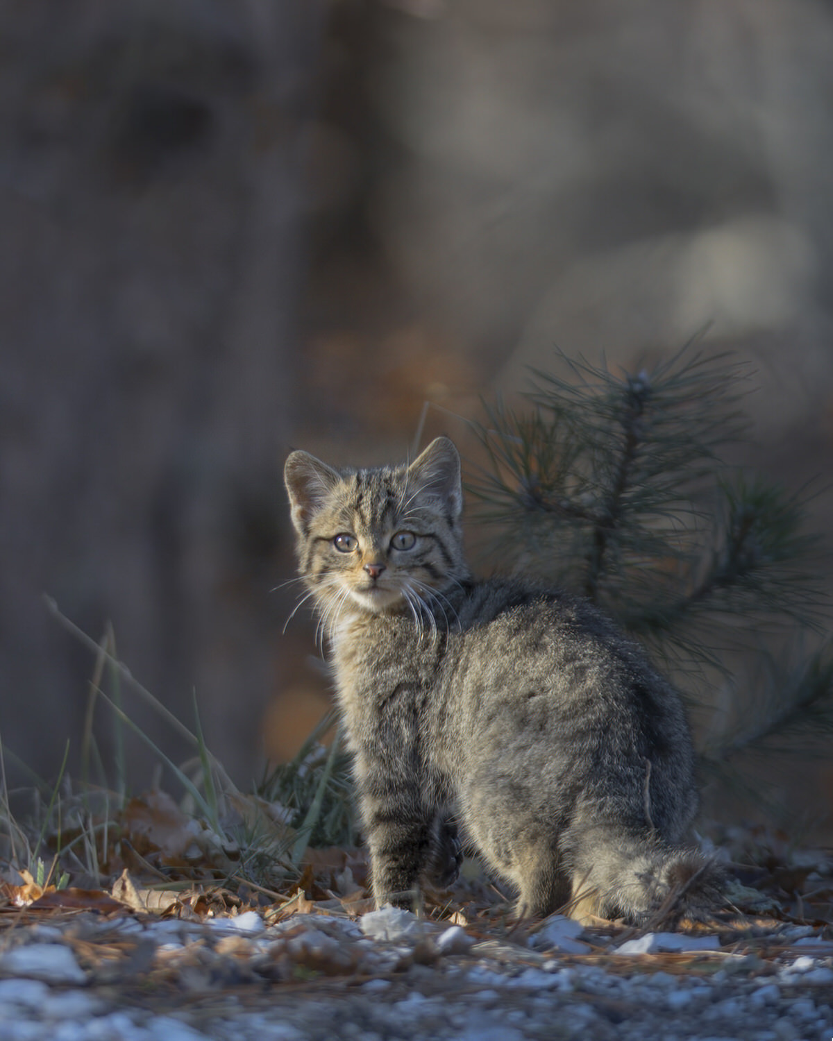 gatto-selvatico-nel-Parco nazionale-dei-monti-sibillini