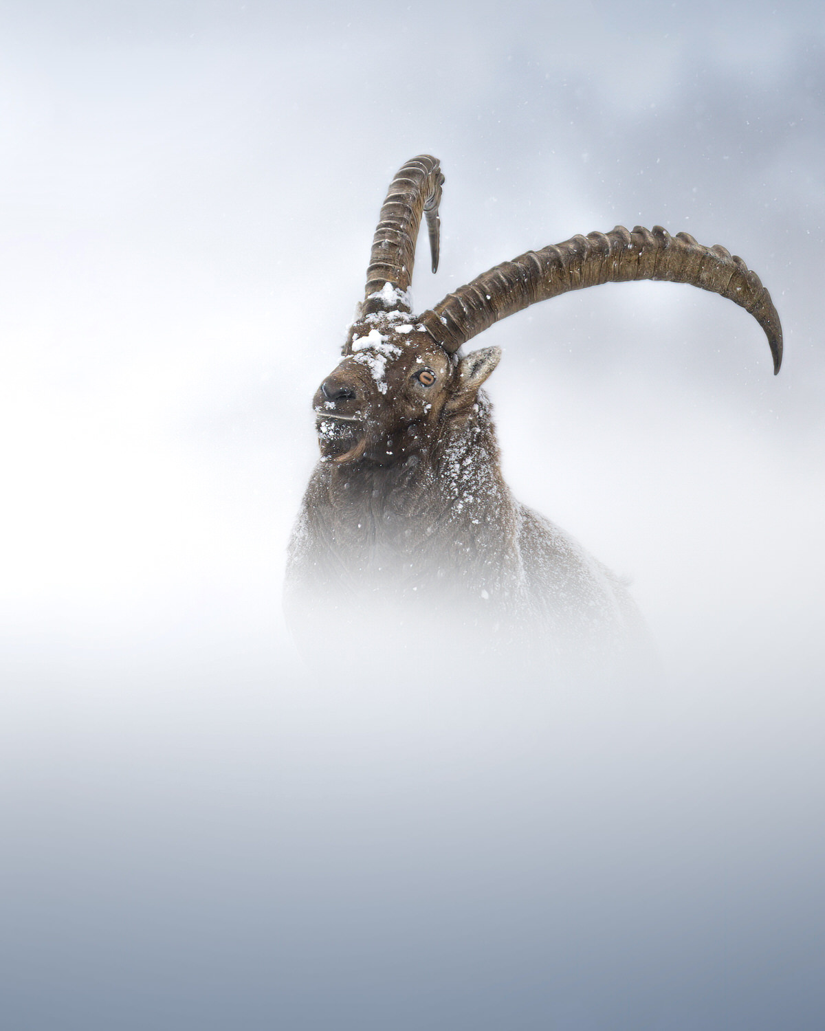 Gran-paradiso-widllife-photography-workshop