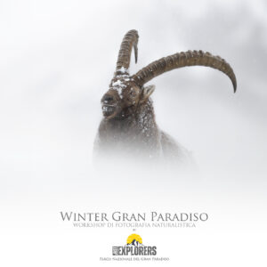 winter-gran-paradiso-workshop-di-fotografia-naturalistica