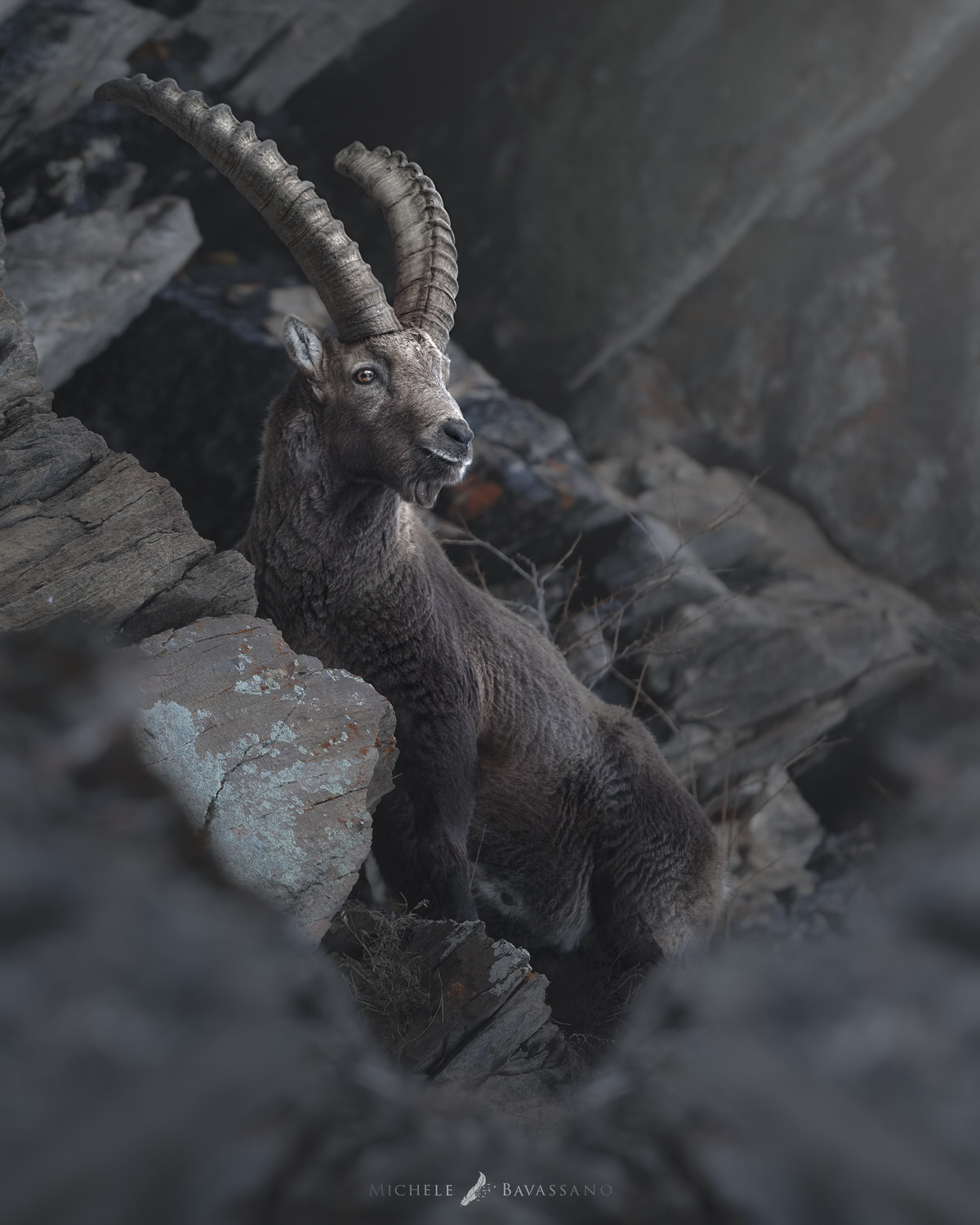 Gran-paradiso-widllife-photography-workshop