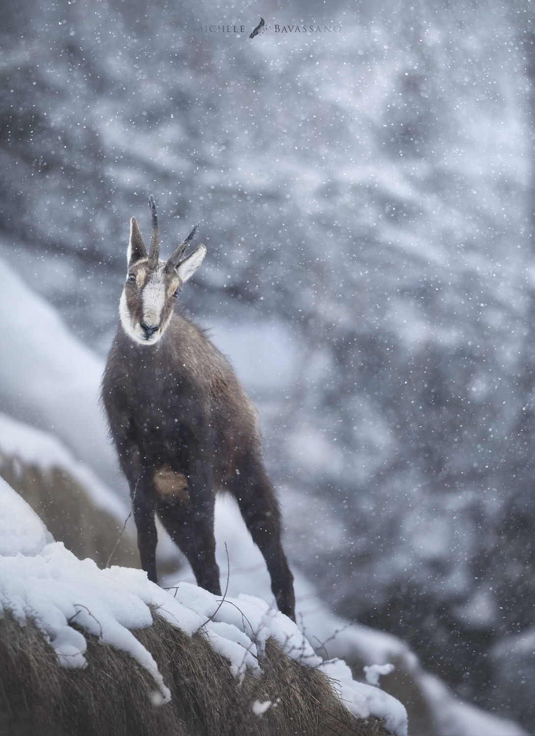 Gran-paradiso-widllife-photography-workshop
