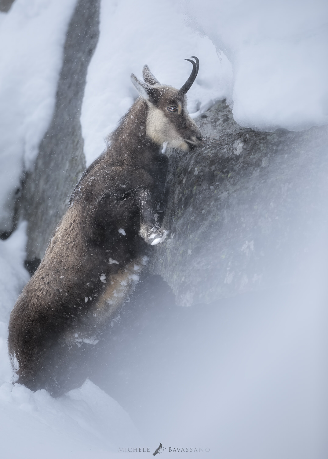 Gran-paradiso-widllife-photography-workshop