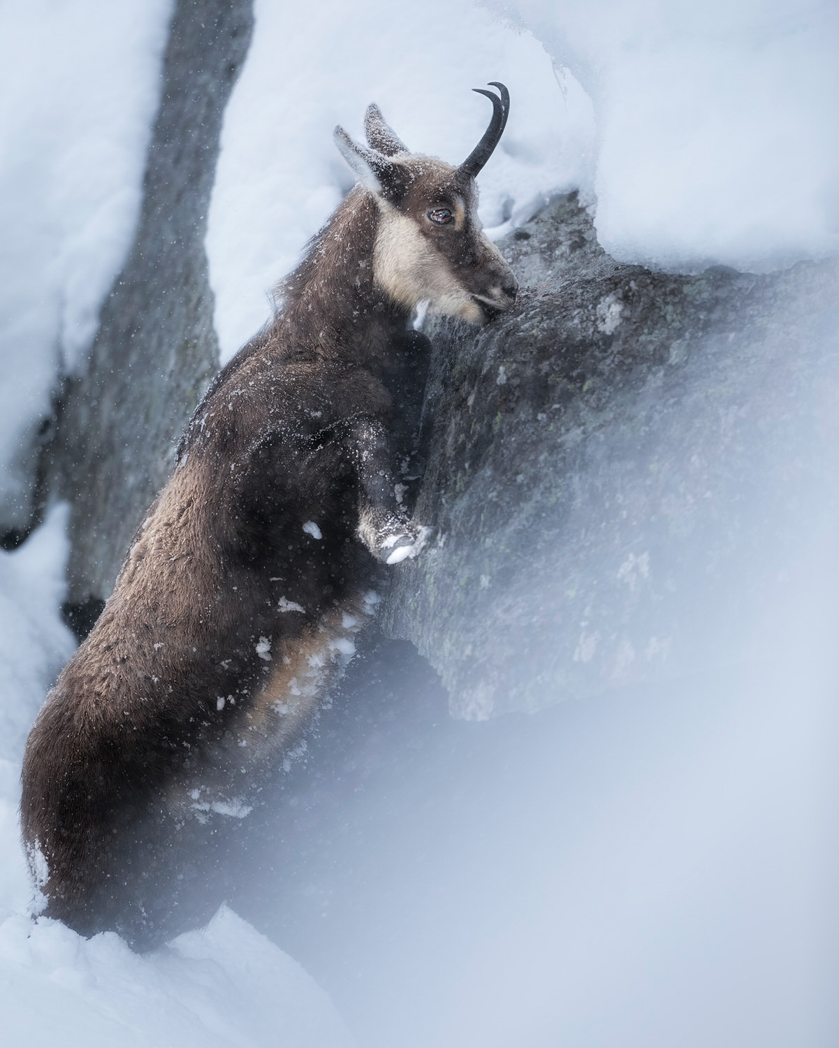 Gran-paradiso-widllife-photography-workshop