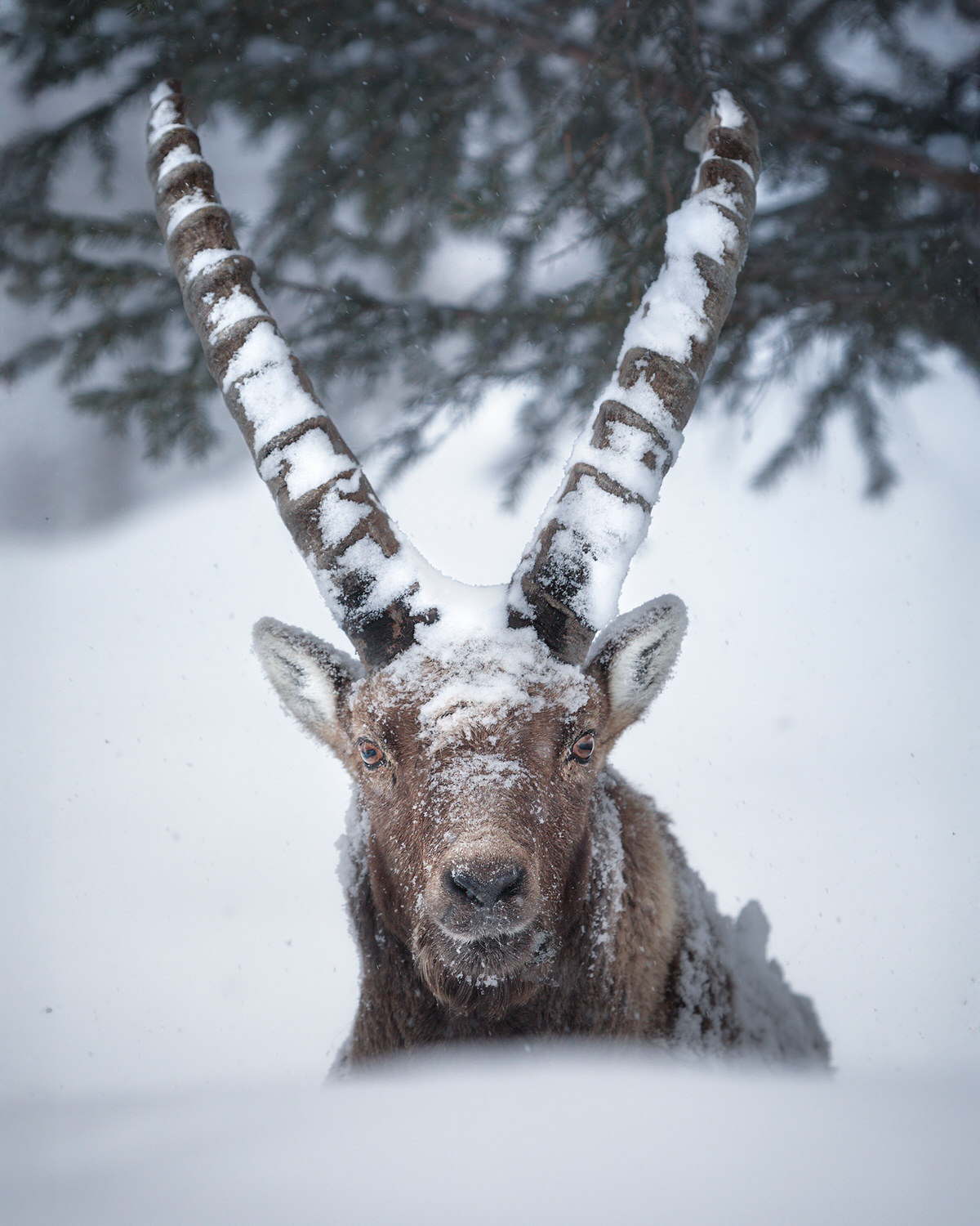 Gran-paradiso-widllife-photography-workshop