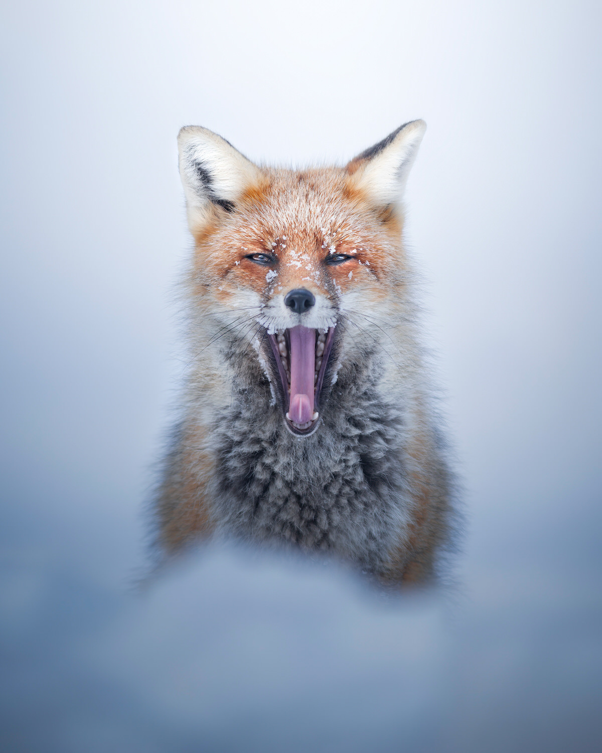 Gran-paradiso-widllife-photography-workshop